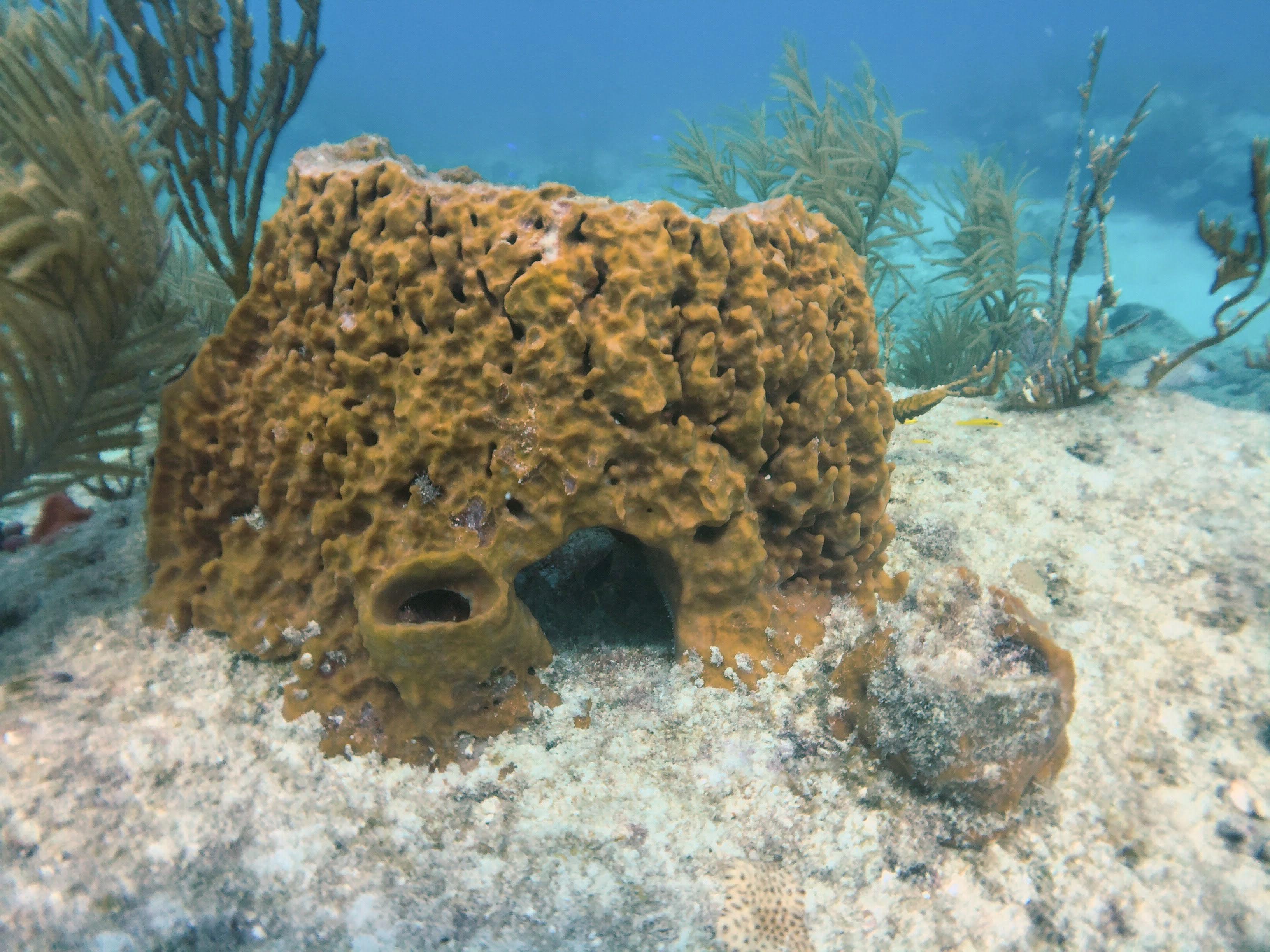 海洋生物学